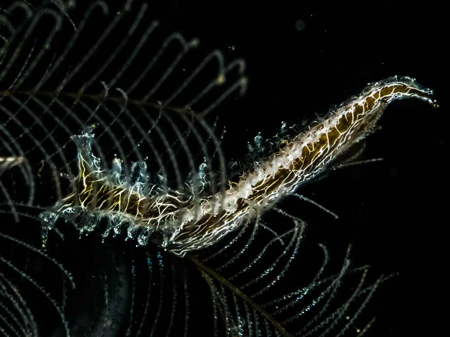 Lomanotus vermiformis